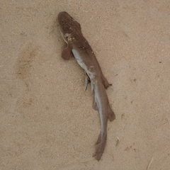 Haploblepharus fuscus