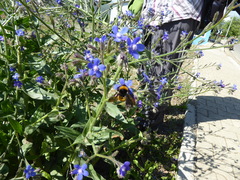 Anchusa azurea