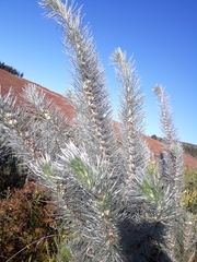 Aspalathus florifera