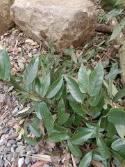 Ficus sarmentosa nipponica