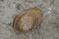 Sinanodonta woodiana