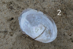 Sinanodonta woodiana