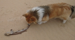 Haploblepharus fuscus