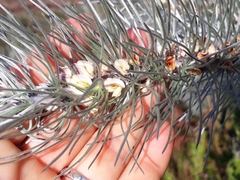 Aspalathus florifera