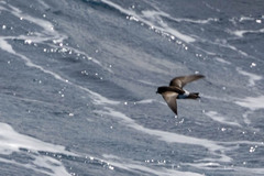 Oceanites oceanicus