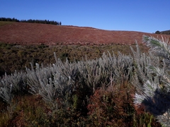 Aspalathus florifera