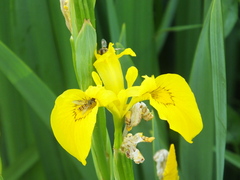 Episyrphus balteatus