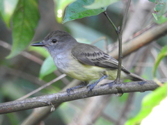 Myiarchus panamensis