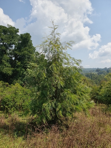 silk oak