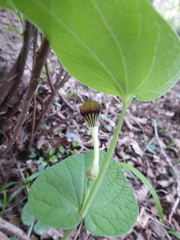 Aristolochia lutea