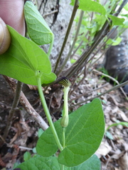 Aristolochia lutea