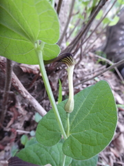 Aristolochia lutea
