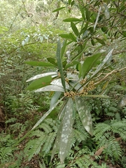 Myrsine seguinii