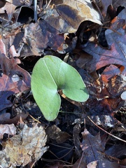 Hexastylis arifolia