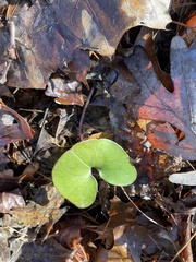 Hexastylis arifolia
