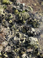 Lampanella minima