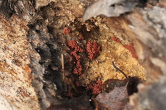 Arcyria stipata
