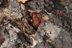 Arcyria stipata