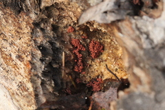 Arcyria stipata
