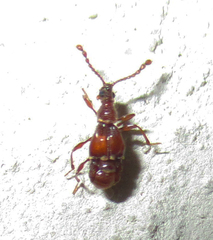 Pselaphinae