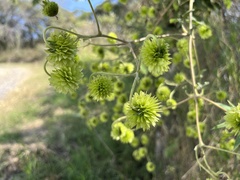 Montanoa bipinnatifida