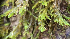 Forsstroemia trichomitria