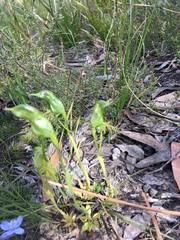 Pterostylis tasmanica