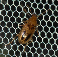 Stenolophini