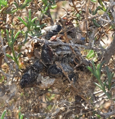Latrodectus lilianae