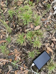Dichanthelium strigosum