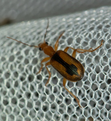 Drypta distincta