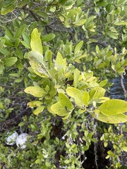 Avicennia