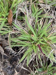 Dichanthelium strigosum