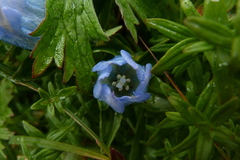 Gentiana platypetala