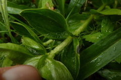 Gentiana platypetala