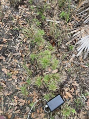 Dichanthelium strigosum