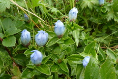 Gentiana platypetala