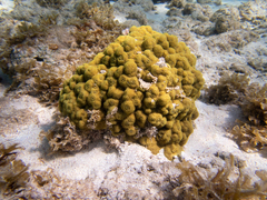 Porites astreoides