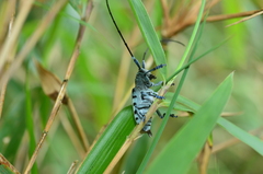 Anoplophora lurida