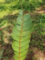 Albizia gummifera