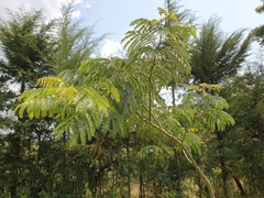 Albizia gummifera