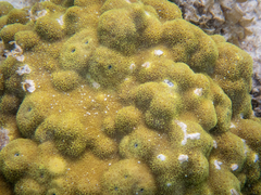 Porites astreoides
