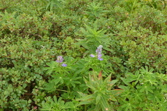 Lupinus nootkatensis
