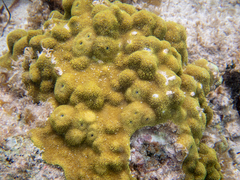 Porites astreoides