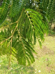 Albizia gummifera