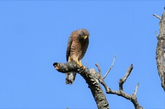 Rupornis magnirostris