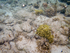 Porites astreoides