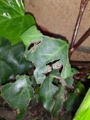 Colletotrichum trichellum