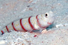 Red-Banded Prawn-Goby photo 4