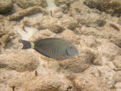 Acanthurus chirurgus